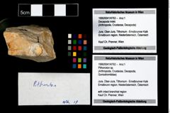 Foto (Objekt + Etikett) von Pithonoton sp.  (NHMW-GEO-1990-0041-4763)